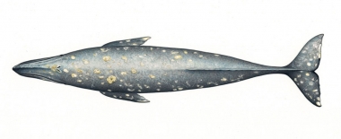 Image of Grey or gray whale (Eschrichtius robustus) - Adult topside