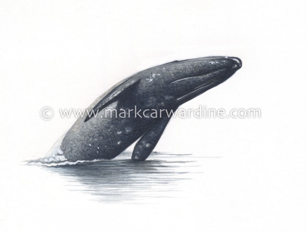 Grey or gray whale (Eschrichtius robustus)