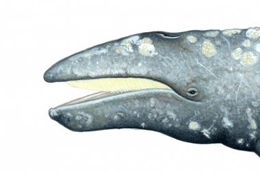 Image of Grey or gray whale (Eschrichtius robustus) - Left side of head