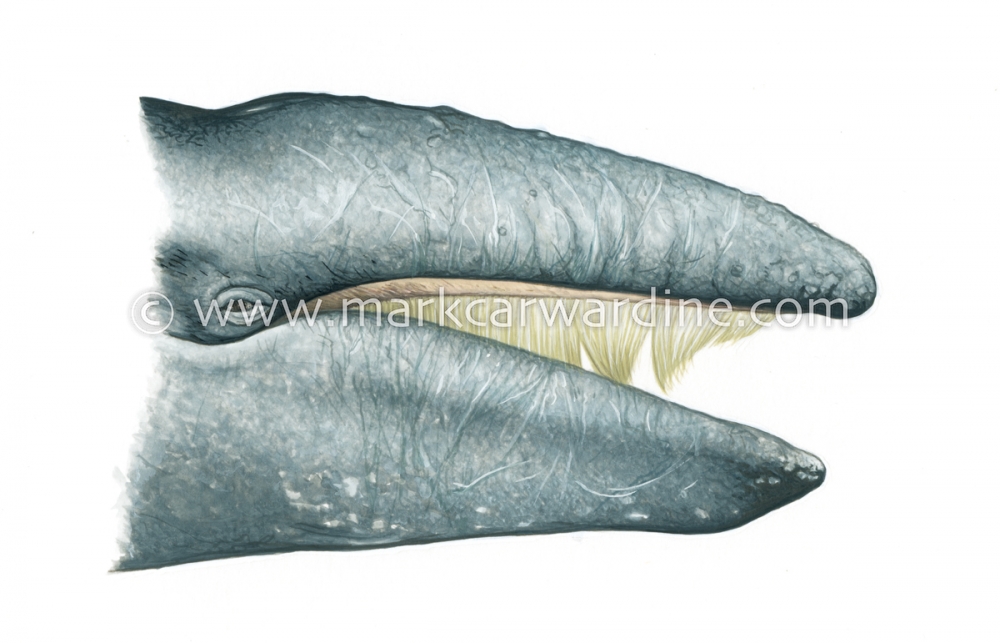 Grey or gray whale (Eschrichtius robustus)