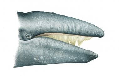 Image of Grey or gray whale (Eschrichtius robustus) - Right side of head