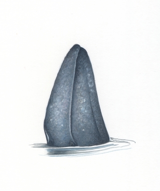 Image of Grey or gray whale (Eschrichtius robustus) - Spyhopping behaviour