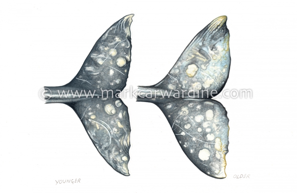 Grey or gray whale (Eschrichtius robustus)