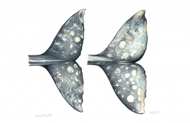 Image of Grey or gray whale (Eschrichtius robustus) - Flukes showing younger (left) and older (right)