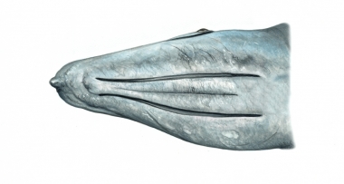 Image of Grey or gray whale (Eschrichtius robustus) - Showing throat grooves; usually there are 2 or 3 with a maximum of 7