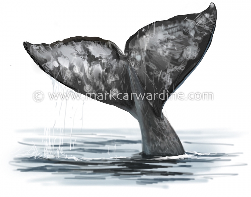 Grey or gray whale (Eschrichtius robustus)