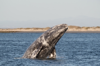 Image of Grey or gray whale (Eschrichtius robustus) - Breaching, San Ignacio Lagoon, Baja California, Mexico