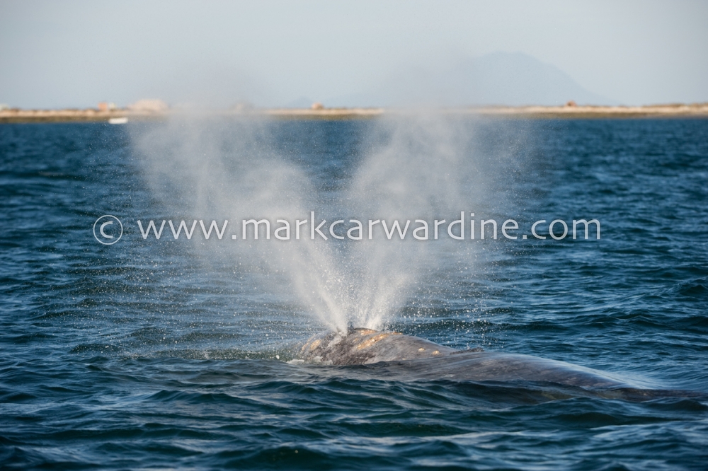 Grey or gray whale (Eschrichtius robustus)