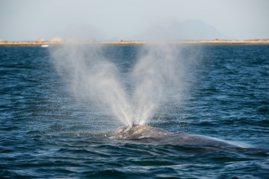 Image of Grey or gray whale (Eschrichtius robustus) - Blowing or spouting, San Ignacio Lagoon, Baja California, Mexico