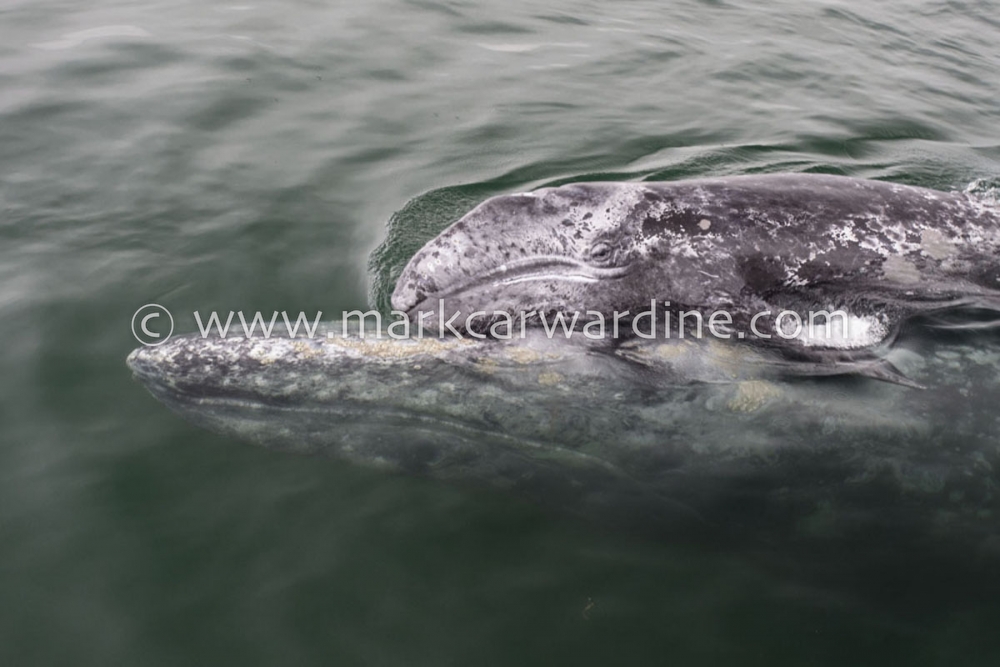 Grey or gray whale (Eschrichtius robustus)