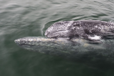 Image of Grey or gray whale (Eschrichtius robustus) - Mother with calf on back, San Ignacio Lagoon, Baja California, Mexico