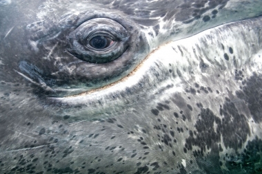 Image of Grey or gray whale (Eschrichtius robustus) - Underwater view of eye San Ignacio Lagoon Baja California, Mexico