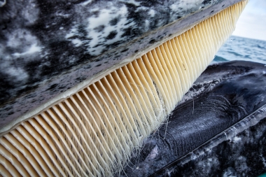 Image of Grey or gray whale (Eschrichtius robustus) - Mouth open showing baleen plate