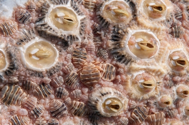 Image of Common Ectoparasites on Cetaceans - Close-up of barnacles and lice on grey whale 