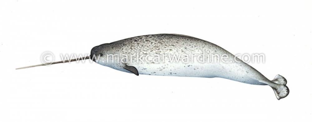 Narwhal (Monodon monoceros)