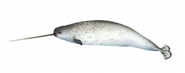 Image of Narwhal (Monodon monoceros) - Male adult