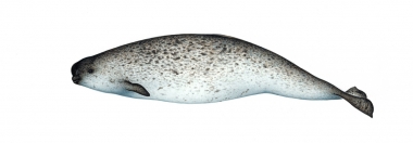 Image of Narwhal (Monodon monoceros) - Female adult