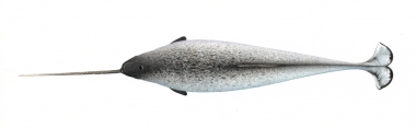 Image of Narwhal (Monodon monoceros) - Upperside, adult male