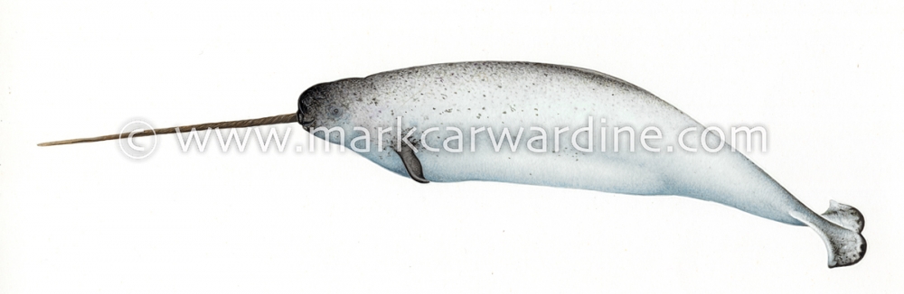 Narwhal (Monodon monoceros)