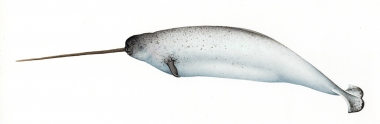 Image of Narwhal (Monodon monoceros) - Old male
