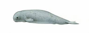 Image of Narwhal (Monodon monoceros) - Calf