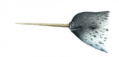 Image of Narwhal (Monodon monoceros) - Female with tusk