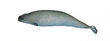 Image of Narwhal (Monodon monoceros) - Juvenile male