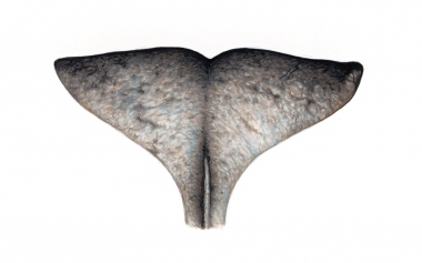 Image of Narwhal (Monodon monoceros) - Female fluke, upperside