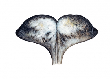 Image of Narwhal (Monodon monoceros) - Male fluke, upperside