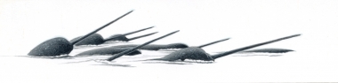 Image of Narwhal (Monodon monoceros) - Pod of males at surface