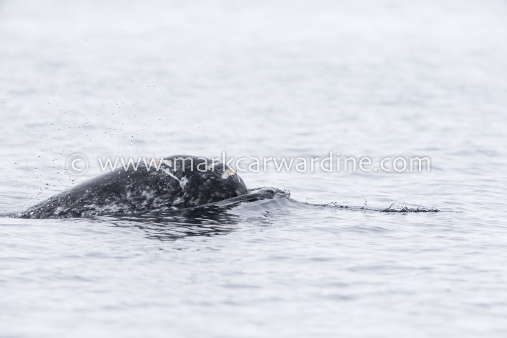 Narwhal (Monodon monoceros)