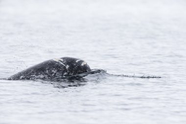 Image of Narwhal (Monodon monoceros) - Male, tusk just below surface, Pond inlet, northern Baffin Island, Nunavut, Arctic Canada
