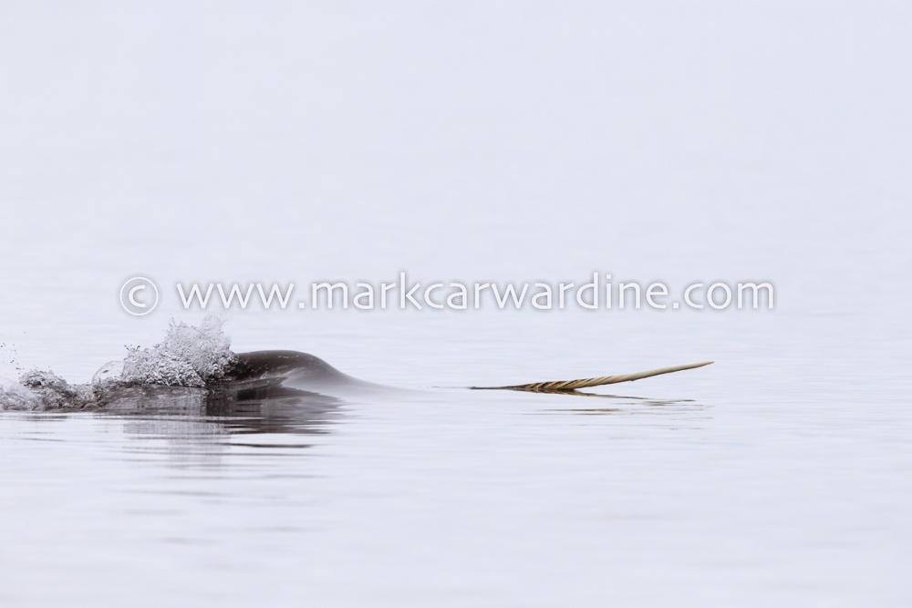 Narwhal (Monodon monoceros)