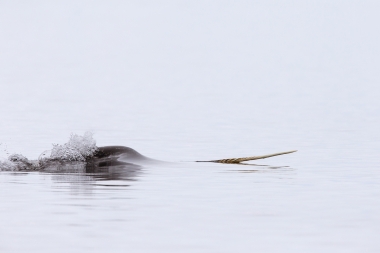Image of Narwhal (Monodon monoceros) - Male showing tusk, Pond inlet, northern Baffin Island, Nunavut, Arctic Canada