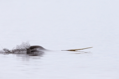 Image of Narwhal (Monodon monoceros) - Male showing tusk, Pond inlet, northern Baffin Island, Nunavut, Arctic Canada
