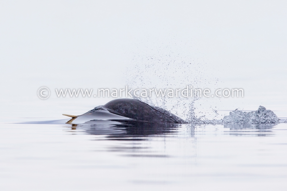 Narwhal (Monodon monoceros)