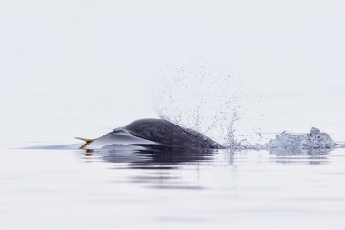 Image of Narwhal (Monodon monoceros) - Juvenile male showing short tusk, Pond inlet, northern Baffin Island, Nunavut, Arctic Canada
