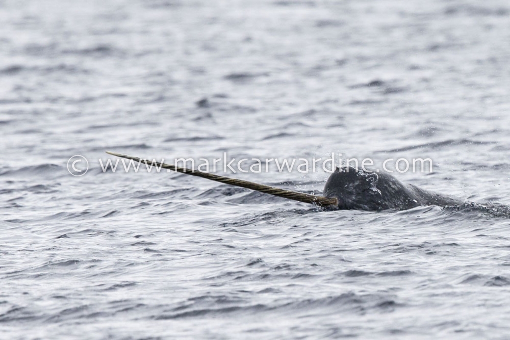 Narwhal (Monodon monoceros)