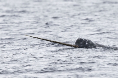 Image of Narwhal (Monodon monoceros) - Male showing tusk, Pond inlet, northern Baffin Island, Nunavut, Arctic Canada
