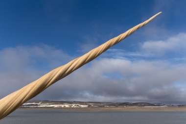 Image of Narwhal (Monodon monoceros) - Male tusk