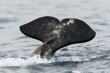 Image of Narwhal (Monodon monoceros) - Fluking, Pond inlet, northern Baffin Island, Nunavut, Arctic Canada