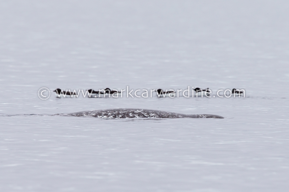 Narwhal (Monodon monoceros)