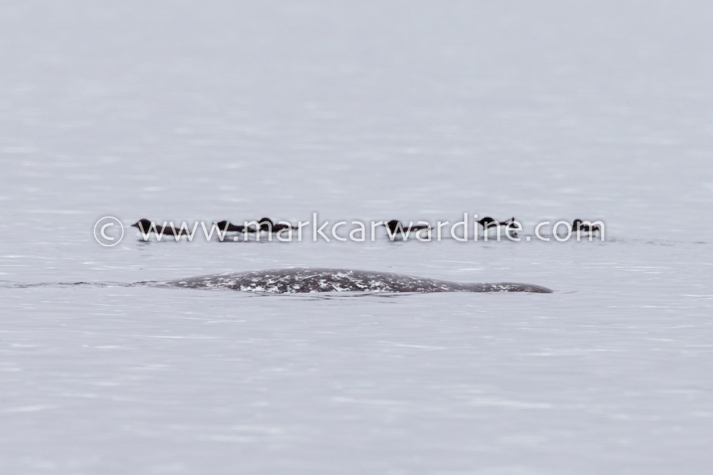 Narwhal (Monodon monoceros)