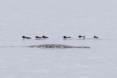 Image of Narwhal (Monodon monoceros) - Logging (resting) in front of Brunnich's guillemots (Uria lomvia) otherwise known as thick-billed murres, Pond Inlet, northern Baffin Island, Nunavut, Arctic Canada