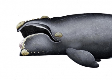 Image of North Atlantic right whale (Eubalaena glacialis) - Open mouth, showing callosities on rostrum and baleen plates