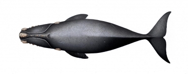 Image of North Atlantic right whale (Eubalaena glacialis) - Upperside