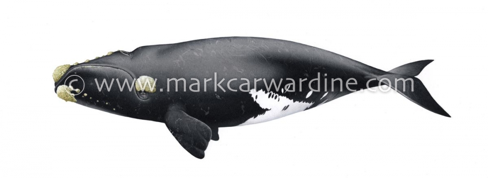 North Atlantic right whale (Eubalaena glacialis)
