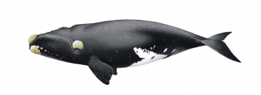 Image of North Atlantic right whale (Eubalaena glacialis) - Adult