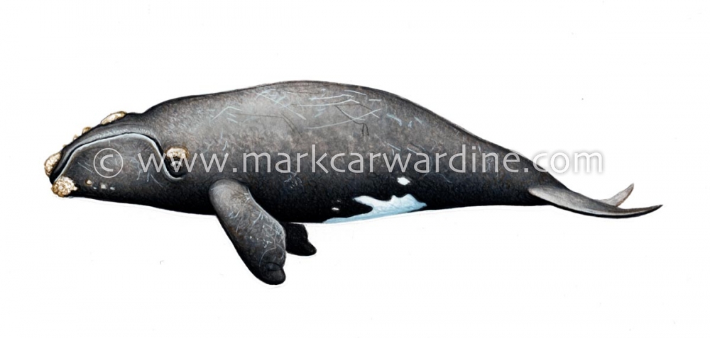 North Atlantic right whale (Eubalaena glacialis)