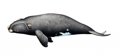 Image of North Atlantic right whale (Eubalaena glacialis) - Calf